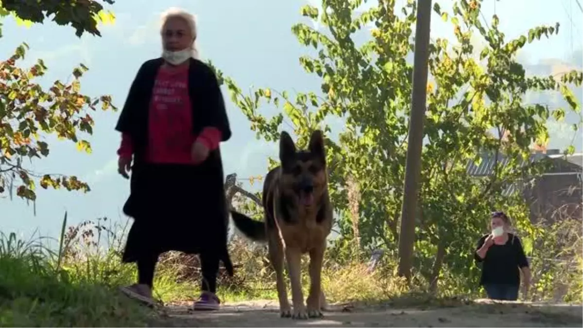 Sahibi vefat eden köpek mezarın başından ayrılmıyor