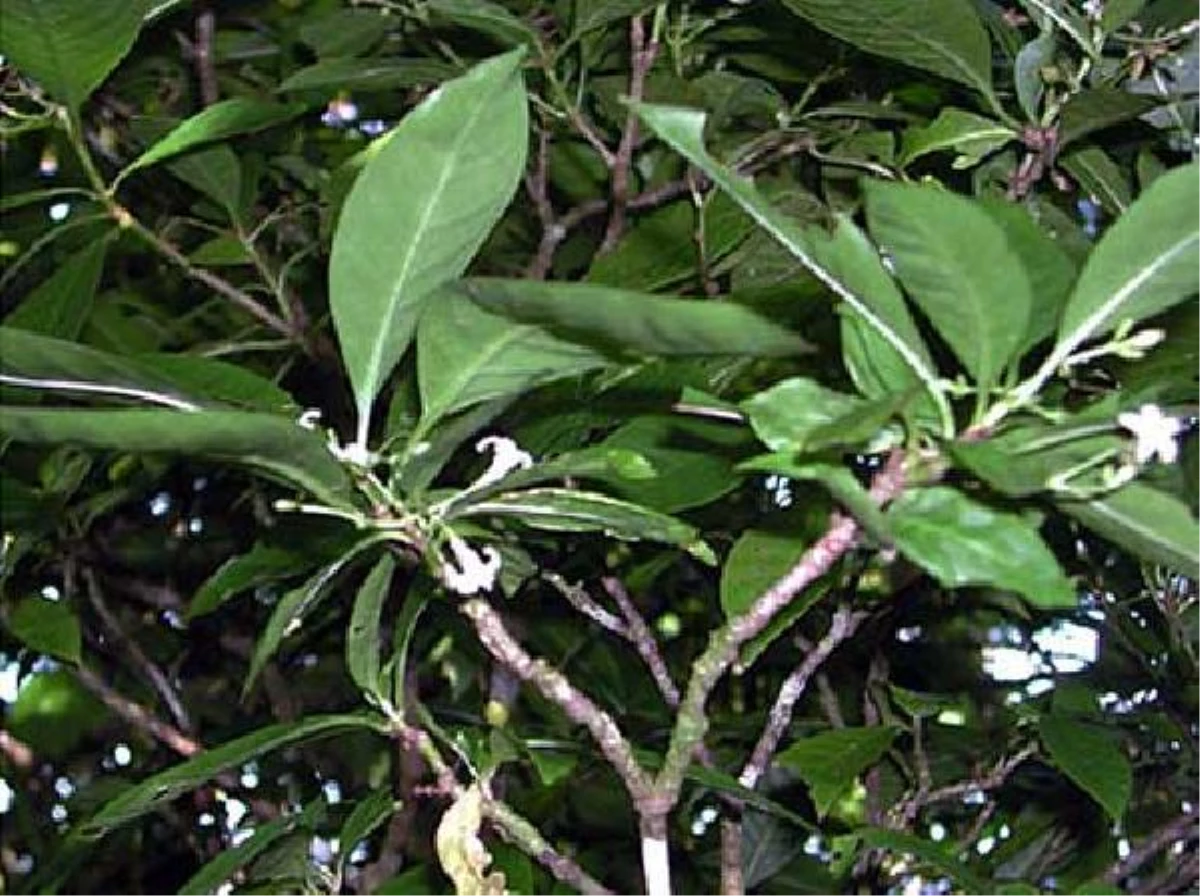 Samoa Adası\'nda yetişen Ibuprofen kadar etkili bitki: Matalafi