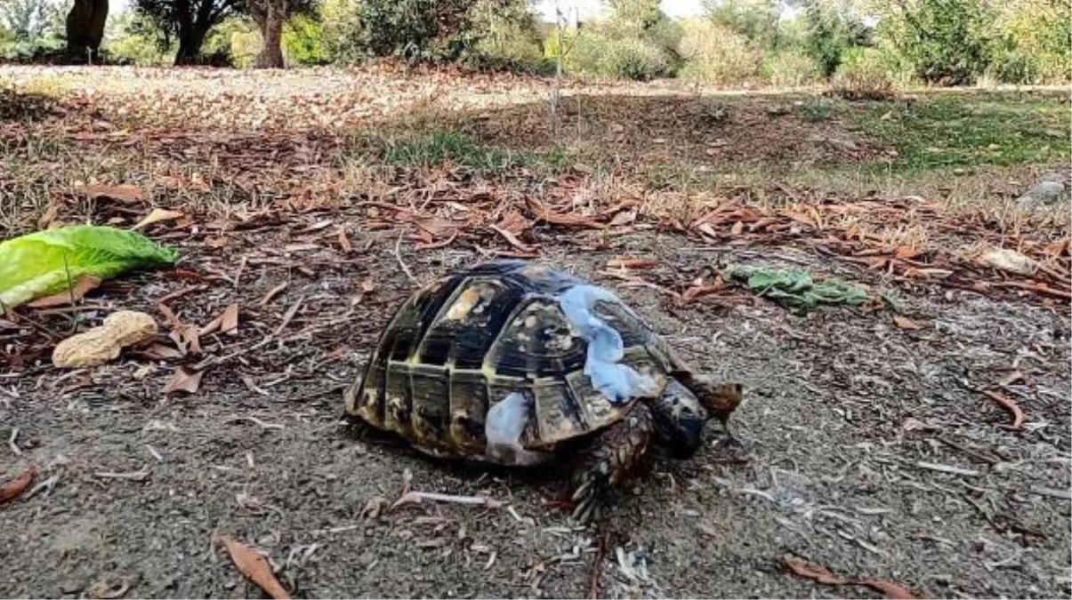 ÜZERİNDEN OTOMOBİL GEÇEN YAVRU KAPLUMBAĞA TEDAVİSİ SONRASI DOĞAL YAŞAM ALANINA BIRAKILDI