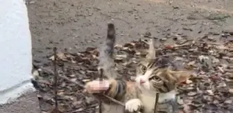 Ayağına demir çubuk saplanan yavru kediyi itfaiye kurtardı