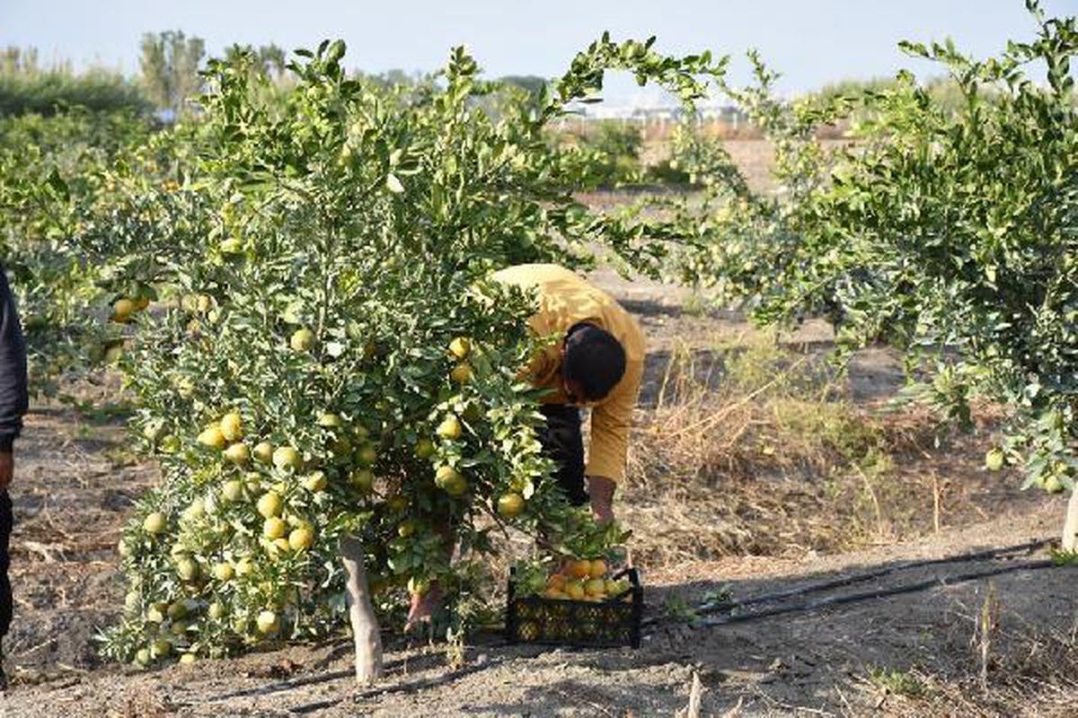Açık cezaevlerindeki hükümlüler 2020\'de 19 bin ton tarımsal üretim gerçekleştirdi