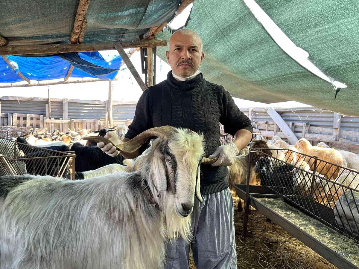 Küçükbaş hayvan fiyatları düşüşte