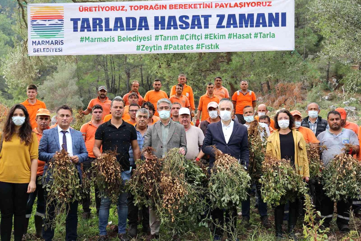 Marmaris\'te yer fıstığında ikinci hasat
