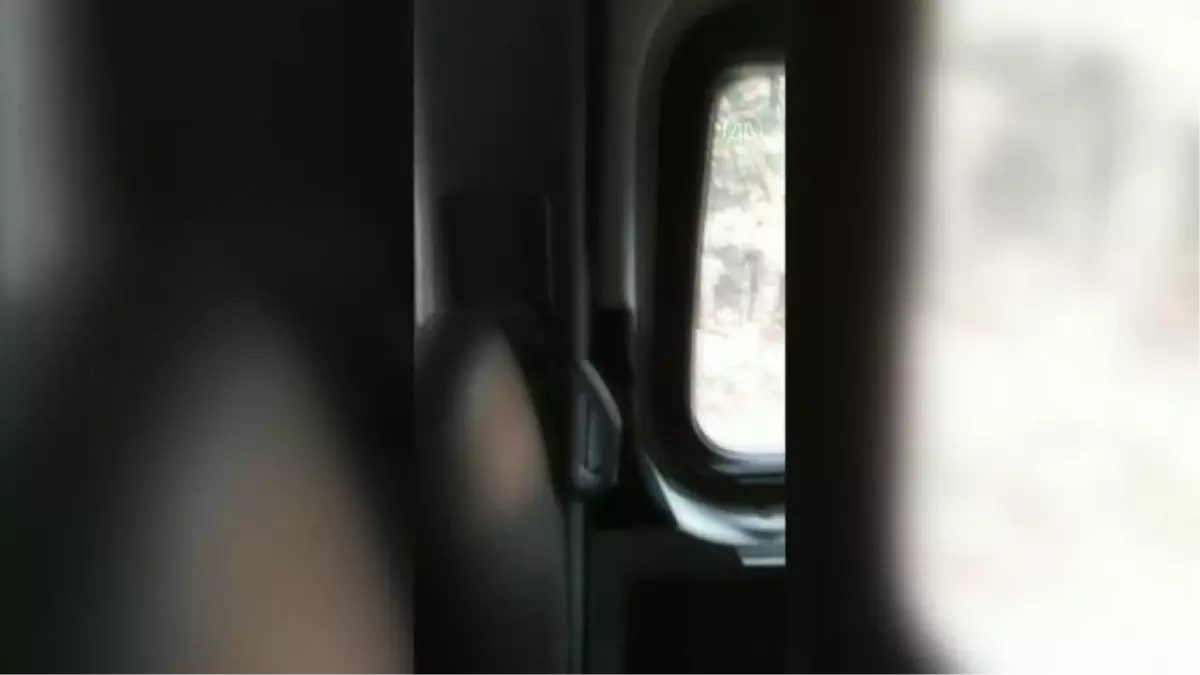 Son dakika haberi: Ormanlık alandaki ayı cep telefonu kamerasıyla görüntülendi