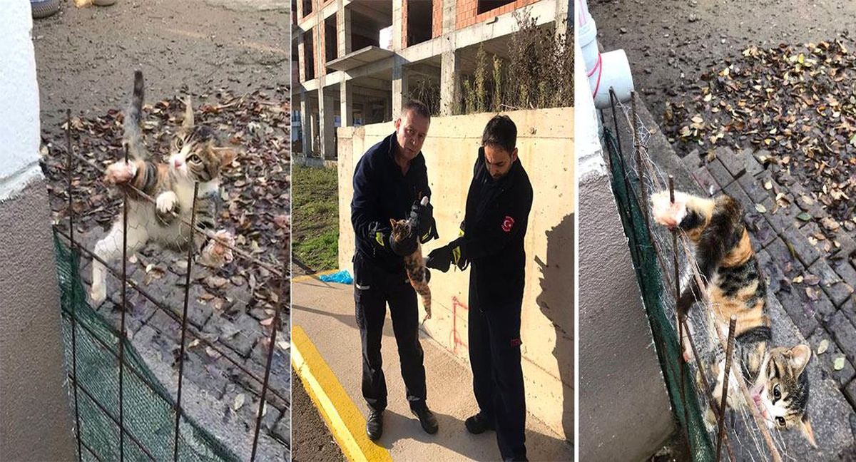 Tel örgülere takılan kediyi Büyükşehir İtfaiyesi kurtardı