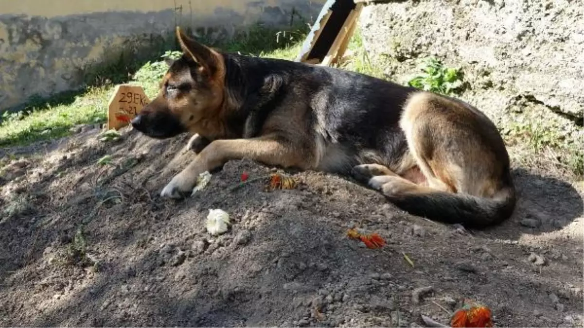 The dog \'Fero\' does not leave from the grave of its owner