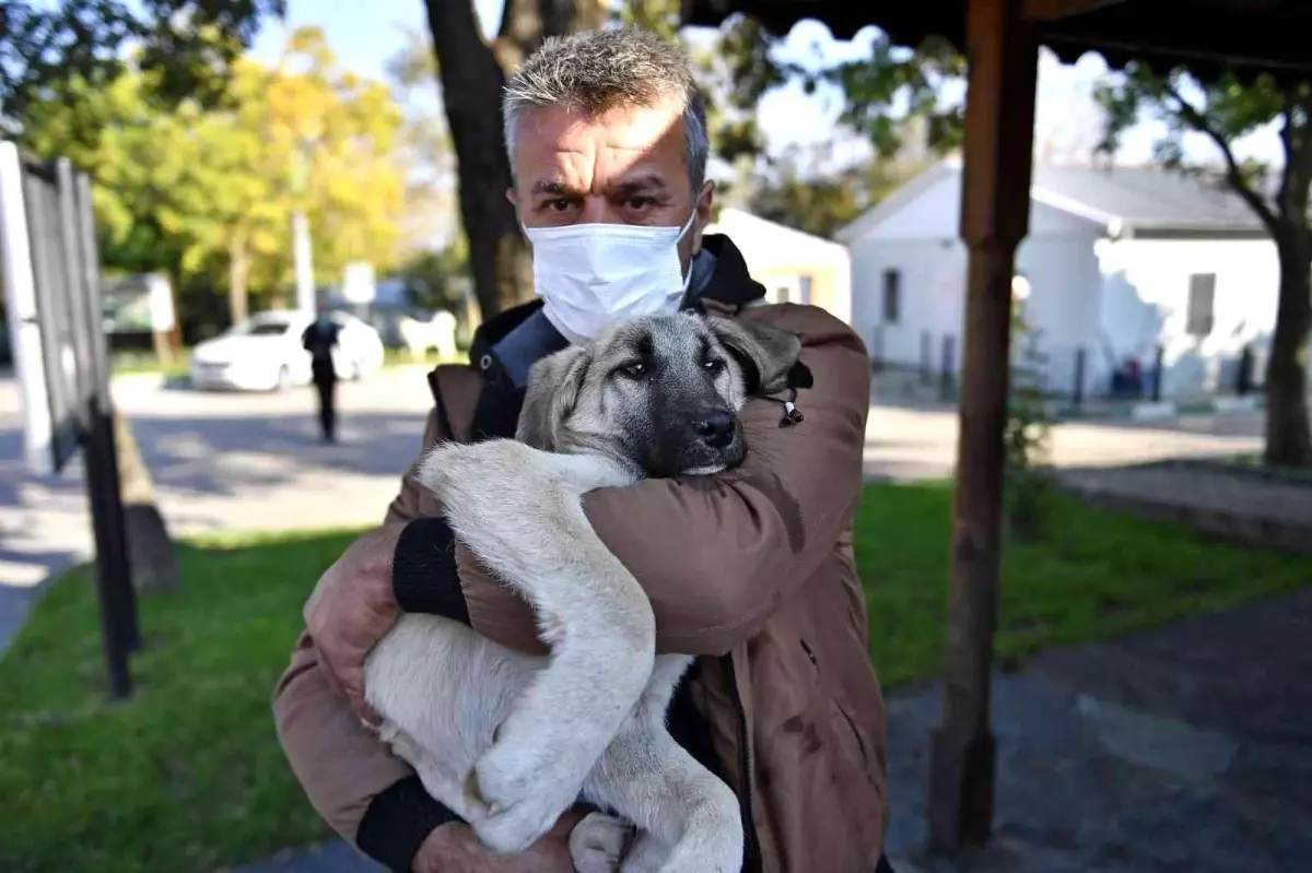 Yaralı köpeğe Osmangazi şefkati