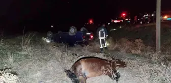 Başıboş ata çarpan otomobil takla attı: 1 ölü, 6 yaralı