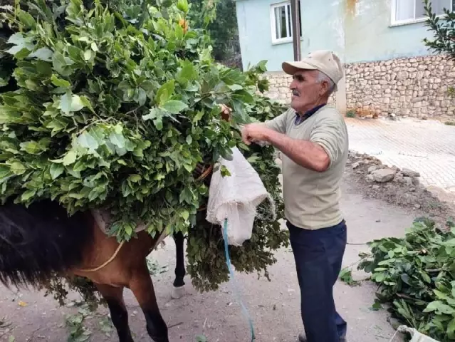 Defne yaprağı Hatay'dan dünyaya ihraç ediliyor