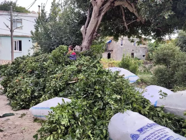 Defne yaprağı Hatay'dan dünyaya ihraç ediliyor