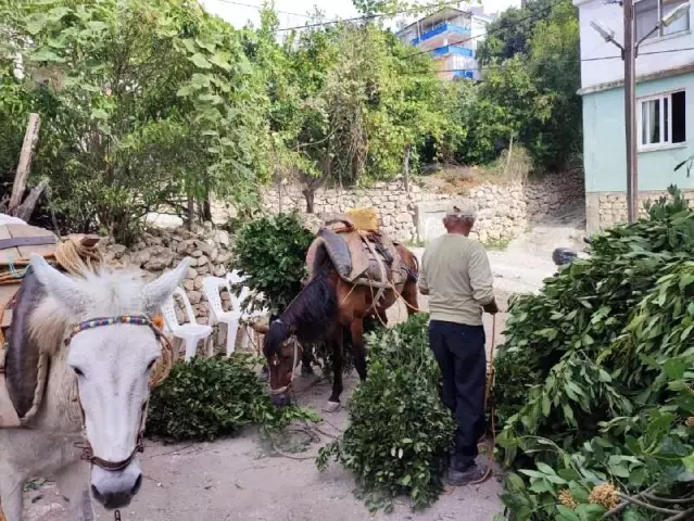 Defne yaprağı Hatay'dan dünyaya ihraç ediliyor