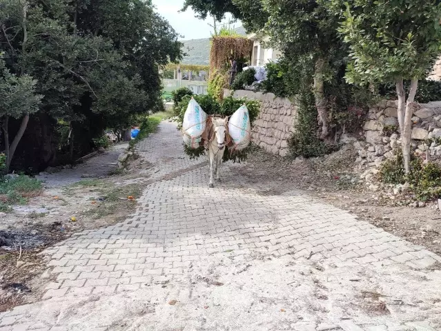 Defne yaprağı Hatay'dan dünyaya ihraç ediliyor