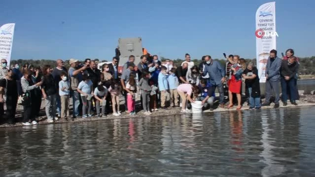 Dikili'de denize 15 bin adet yavru balık bırakıldı