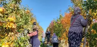 Edirne'de Deveci armudun hasadına başlandı
