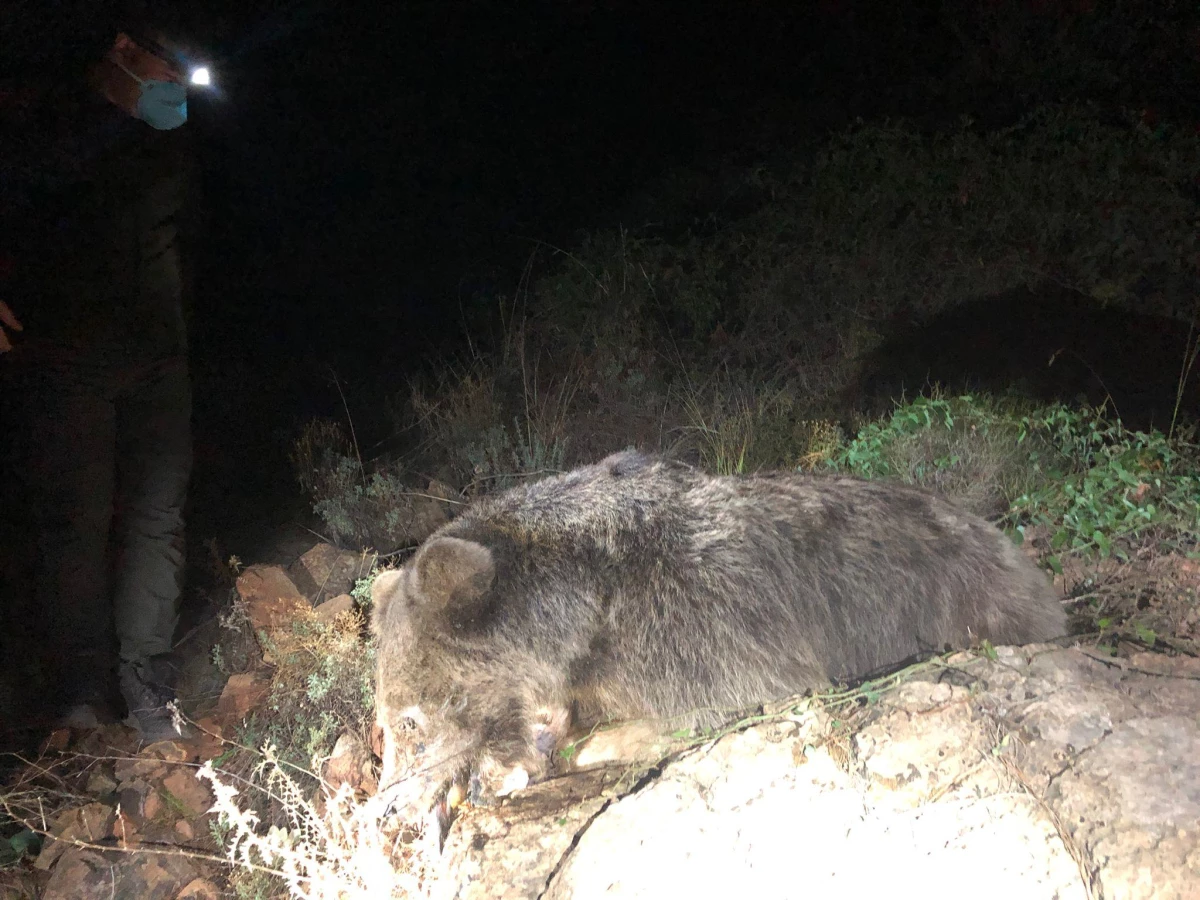 Marmaris\'te ormanlık alanda bulduğu ayı ölüsünü sosyal medyada paylaştı