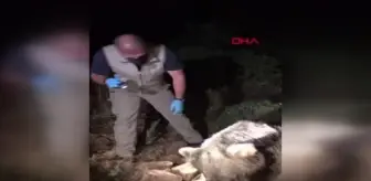 Son dakika... Marmaris'te, ormanlık alanda ölü ayı bulundu