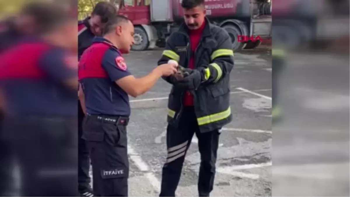 Misinalı tuzağa yakalanan gökdoğan doğaya bırakıldı