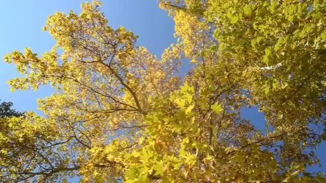 Parklar sonbahar renklerine büründü