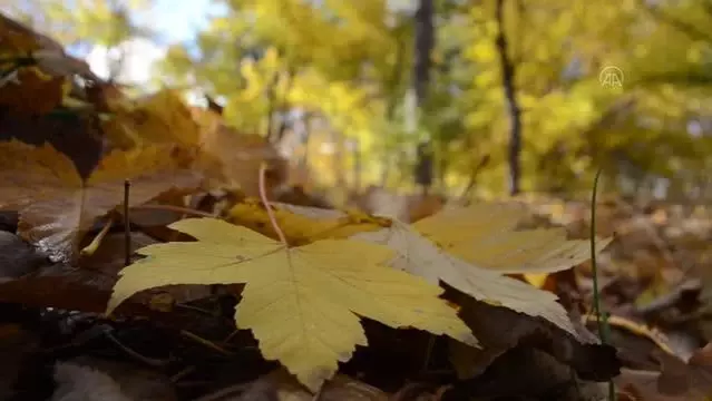 Parklar sonbahar renklerine büründü