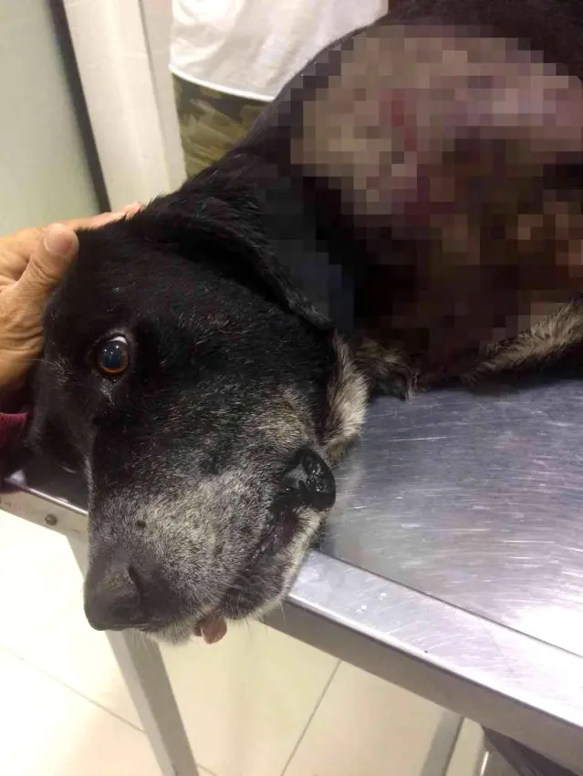 Kopege Vuran Adam Kopek Resmi Kopege Vuran Adam Kopek Resmi