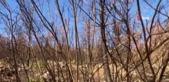 Sütçüler'de küle dönen orman yeşillenmeye başladı