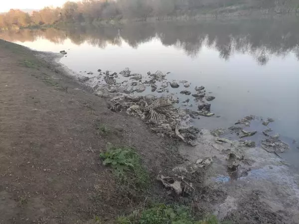 Büyük skandal patlak verdi! Piyasaya sürdükleri onlarca kilo at etini bize yedirmişler