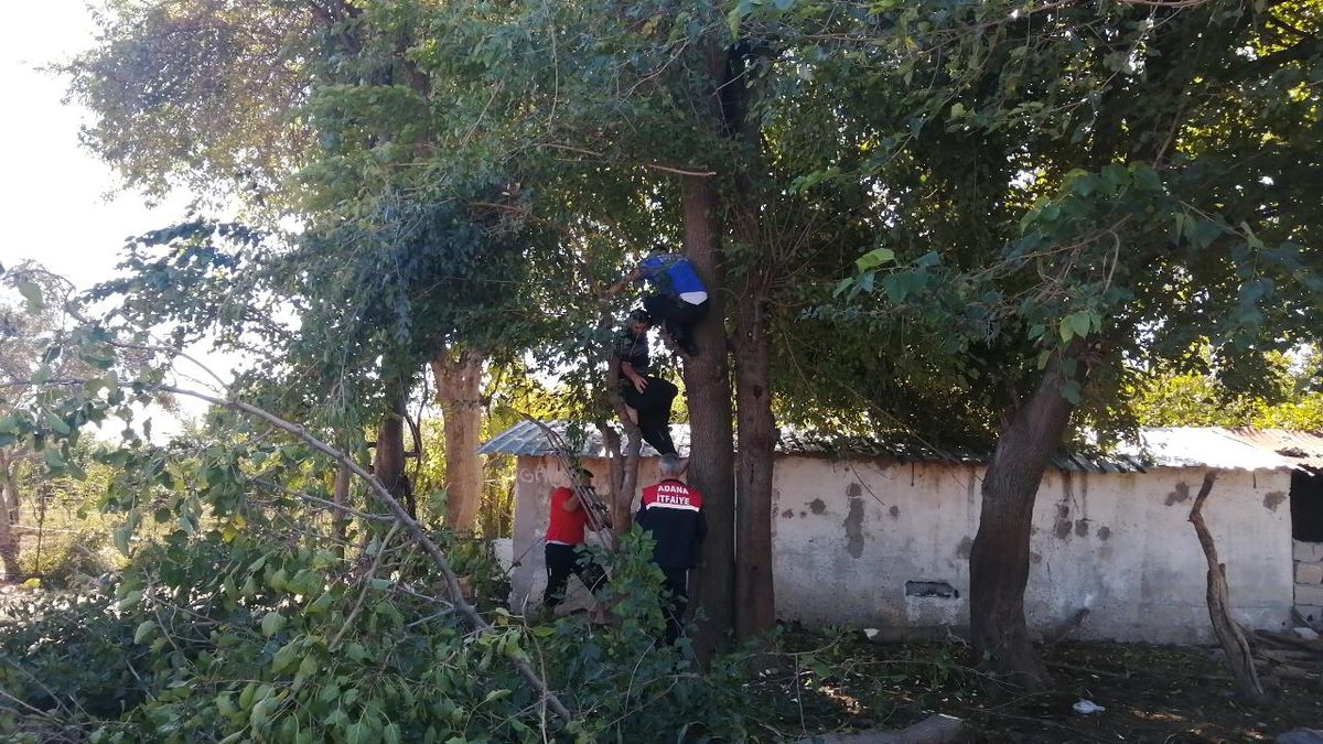 Adana\'da budadığı ağacın gövdesiyle dalı arasında sıkışan kişiyi itfaiye kurtardı