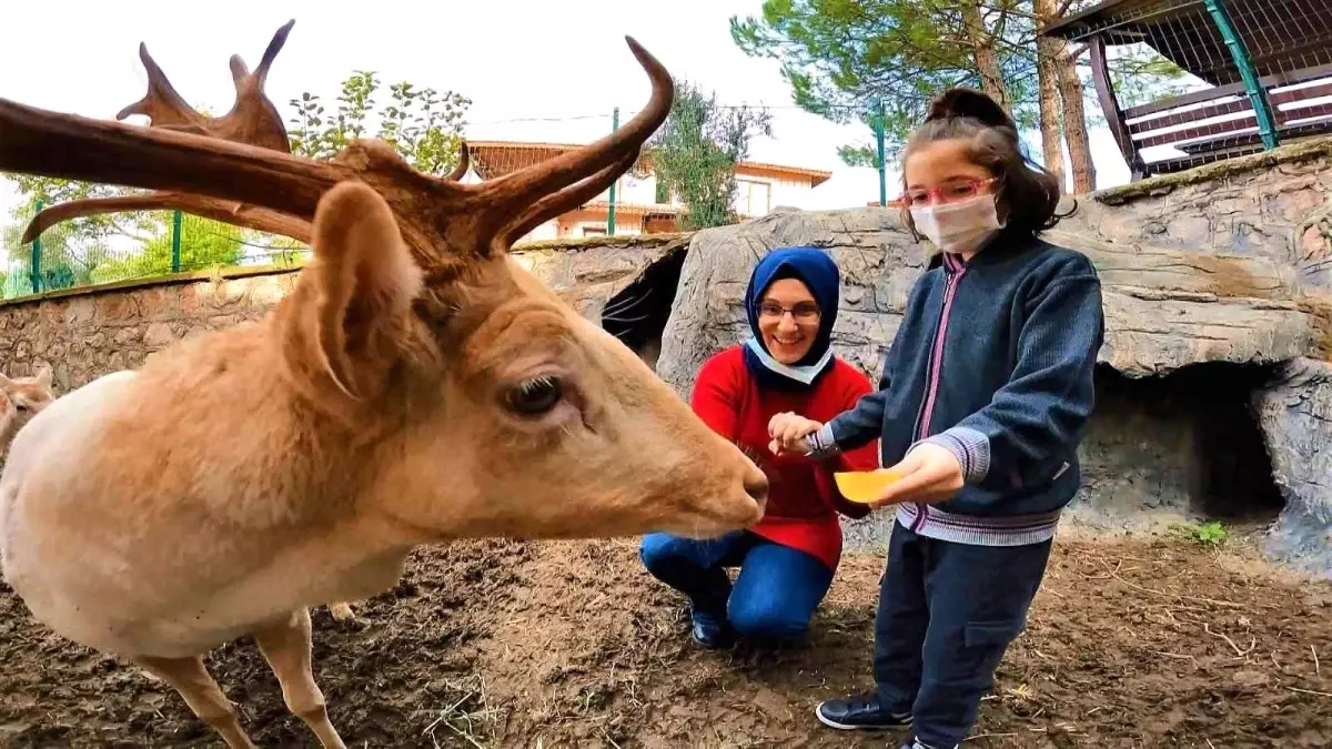 Bu geyiklerin görevi çok "özel"