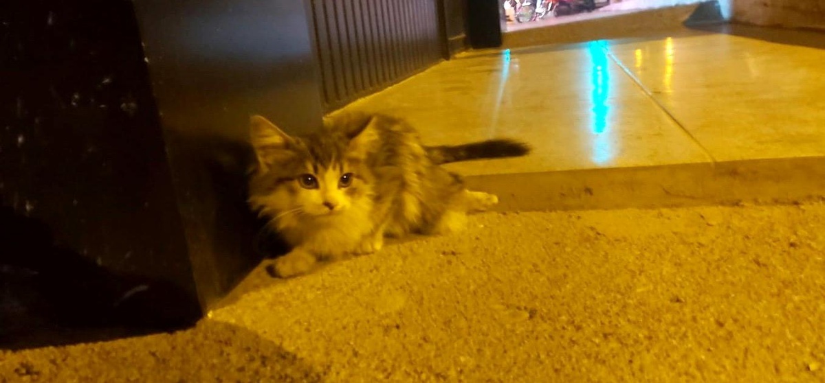 Otomobilin çarptığı kedi, tedavi altına alındı