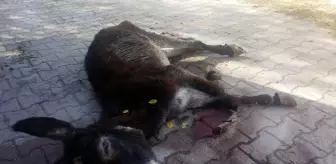 Sahipsiz eşek, 5 gündür can çekişiyor