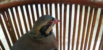 Aracında avladığı 11 keklikle yakalanan avcıya 11 bin TL ceza