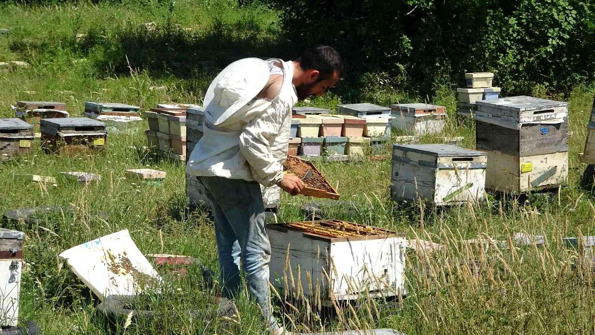Arıcılığın başkentinde genç arıcı yetişmiyor