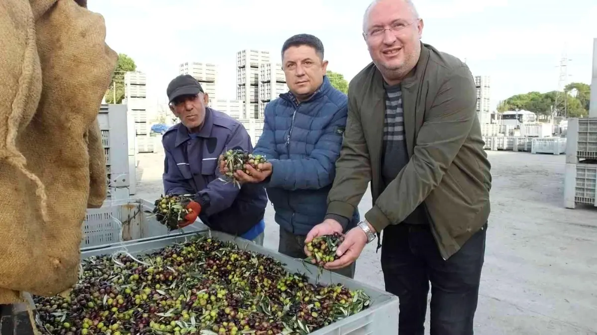 Burhaniye\'de zeytinde randıman ve yağ kalitesi sevindirdi