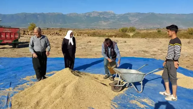 Derviş pirincinde hasat başladı