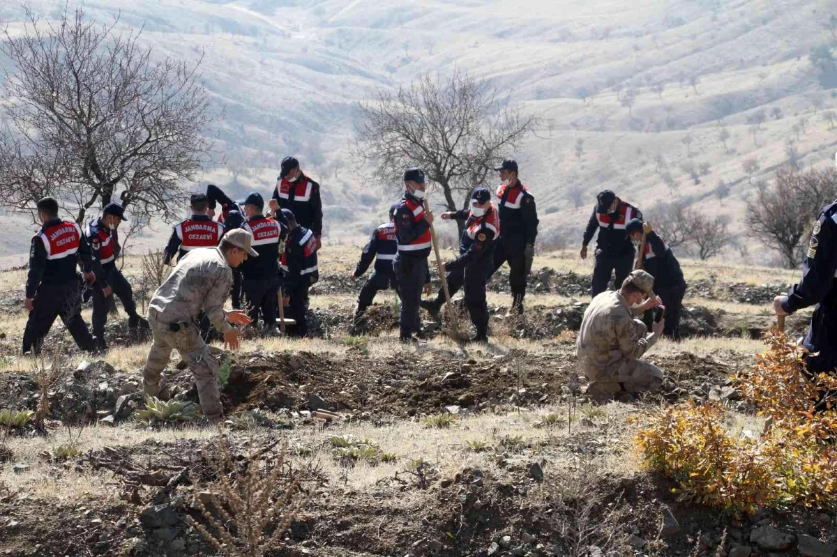 Elazığ Jandarma Harput Mahallesine 2 bin fidan dikti