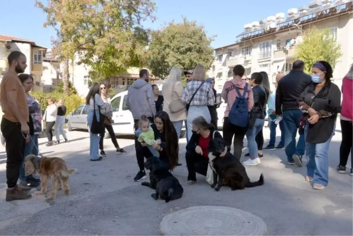 HATAY\'DA SOKAK HAYVANLARININ ZEHİRLENDİĞİ İDDİASINA SORUŞTURMA