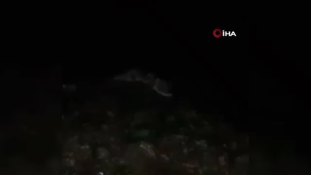İzmit Körfezi'nde orkinos balığının ardından su samuru görüldü
