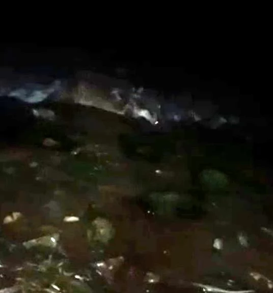 İzmit Körfezi'nde orkinos balığının ardından su samuru görüldü