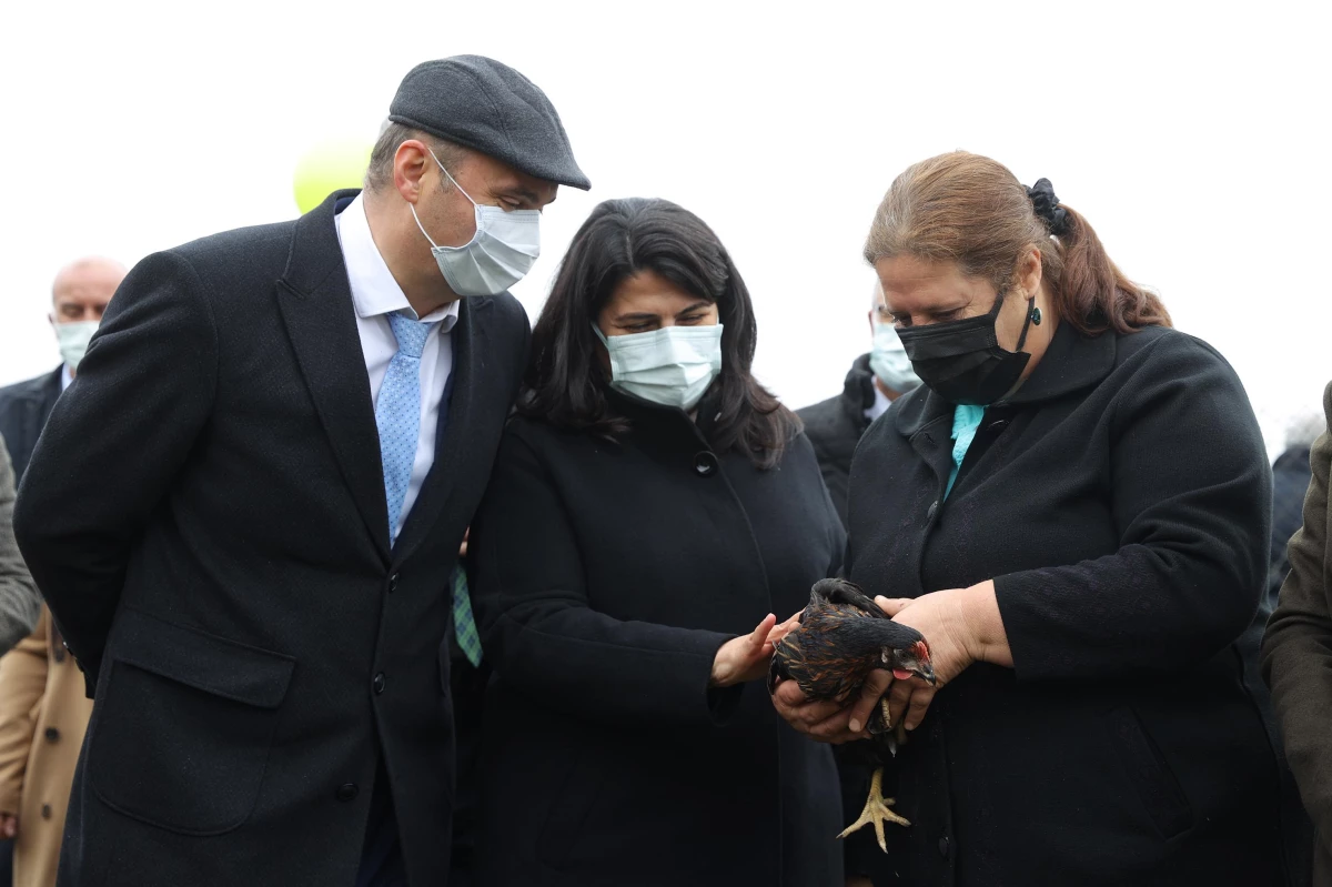 "Kadın Eliyle Gezen Tavuk Yumurta Projesi" kapsamında tavuk dağıtımına başlandı