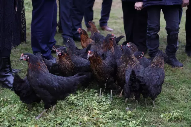  Kadın Eliyle Gezen Tavuk Yumurta Projesi kapsamında tavuk dağıtımına başlandı