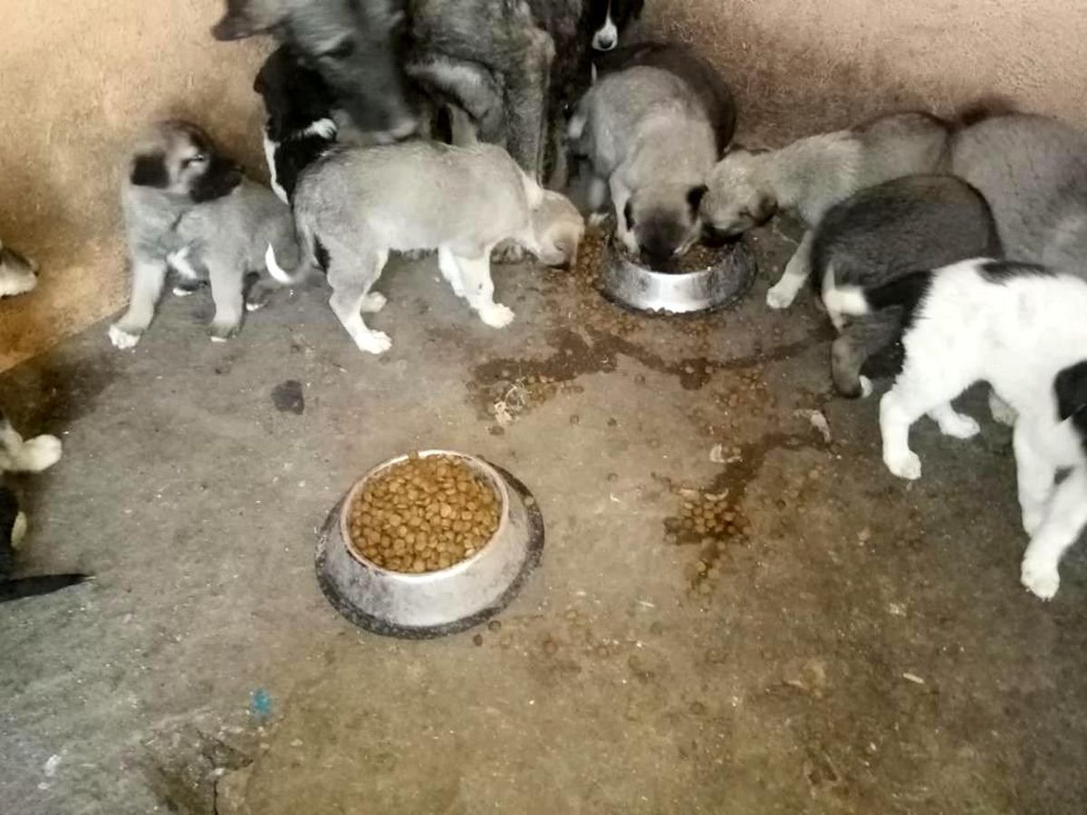 Kars\'ta yavru köpekler emin ellerde