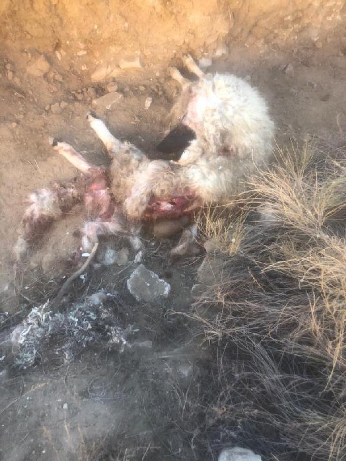 Kurtlar sürüye saldırıp, 10 koyun ile 1 köpeği öldürdü
