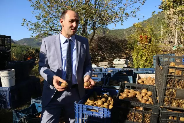 Adana'nın kivi köyünde hasat başladı