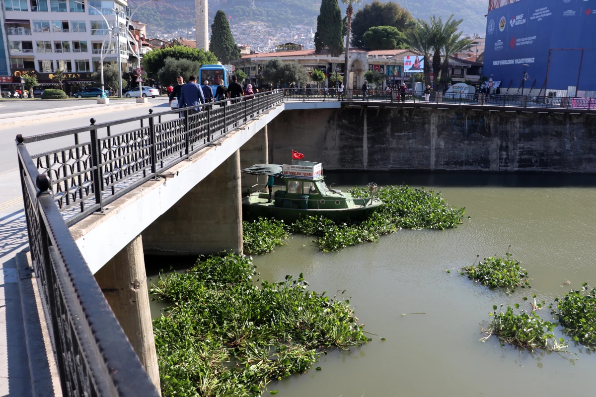 Asi Nehri\'ni kaplayan su sümbüllerini temizleme çalışması sürüyor