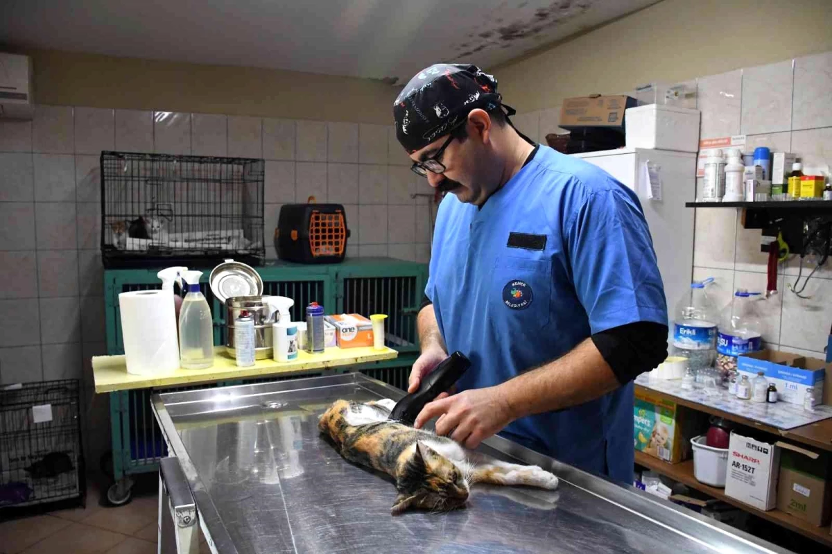 Kemer\'de Ekim ayında 250 hayvan tedavi edildi