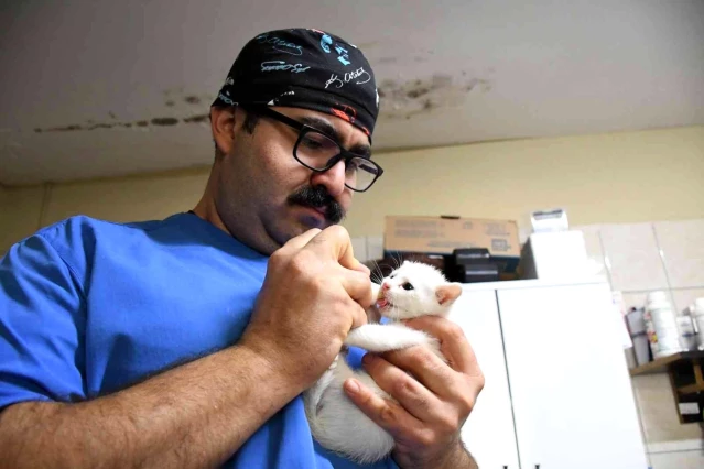 Kemer'de Ekim ayında 250 hayvan tedavi edildi