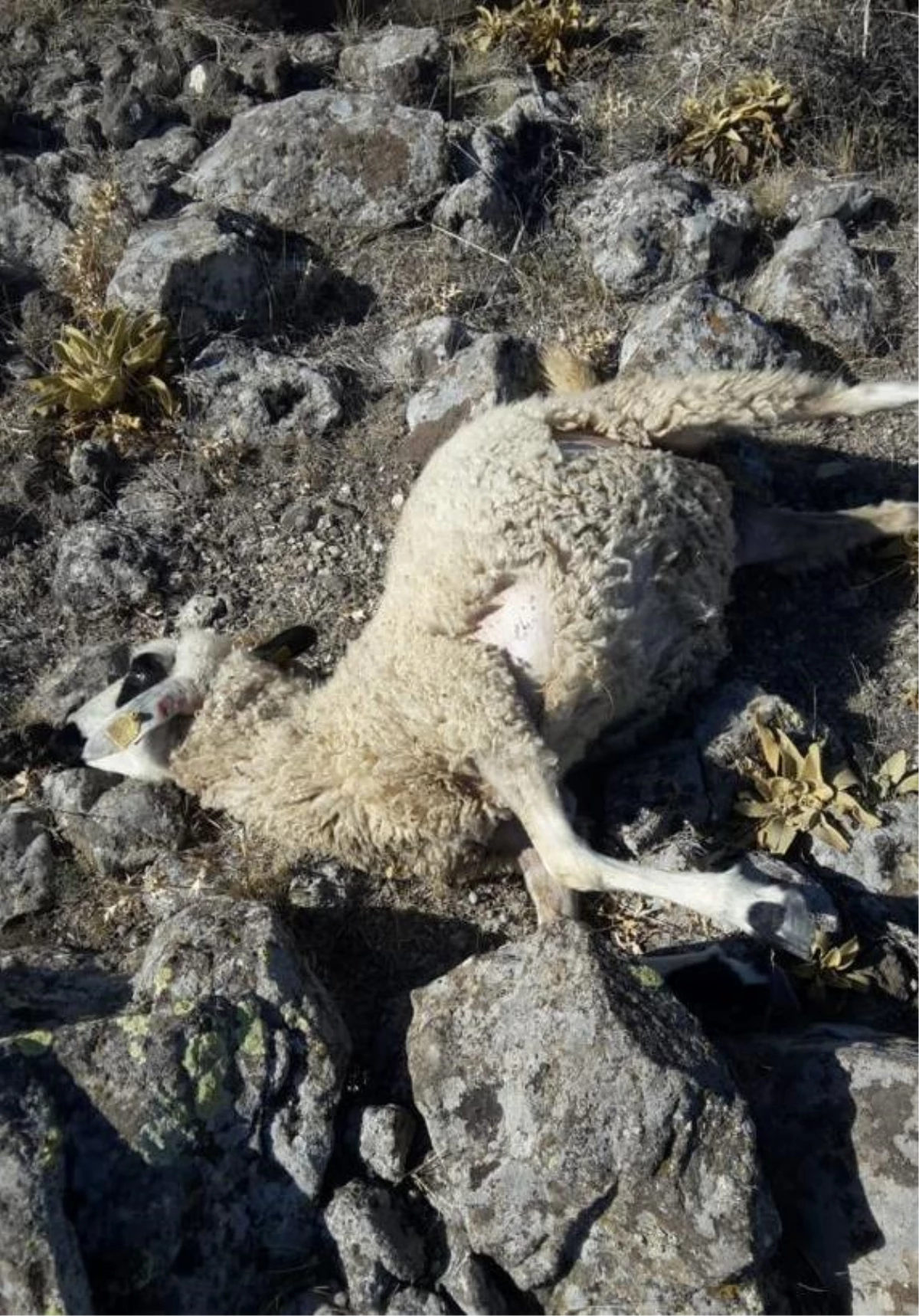 Konya\'da sürüye saldıran kurt, 40 koyunu telef etti