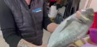 Marmara Denizi'nde Alyanak Çuprası yakalandı