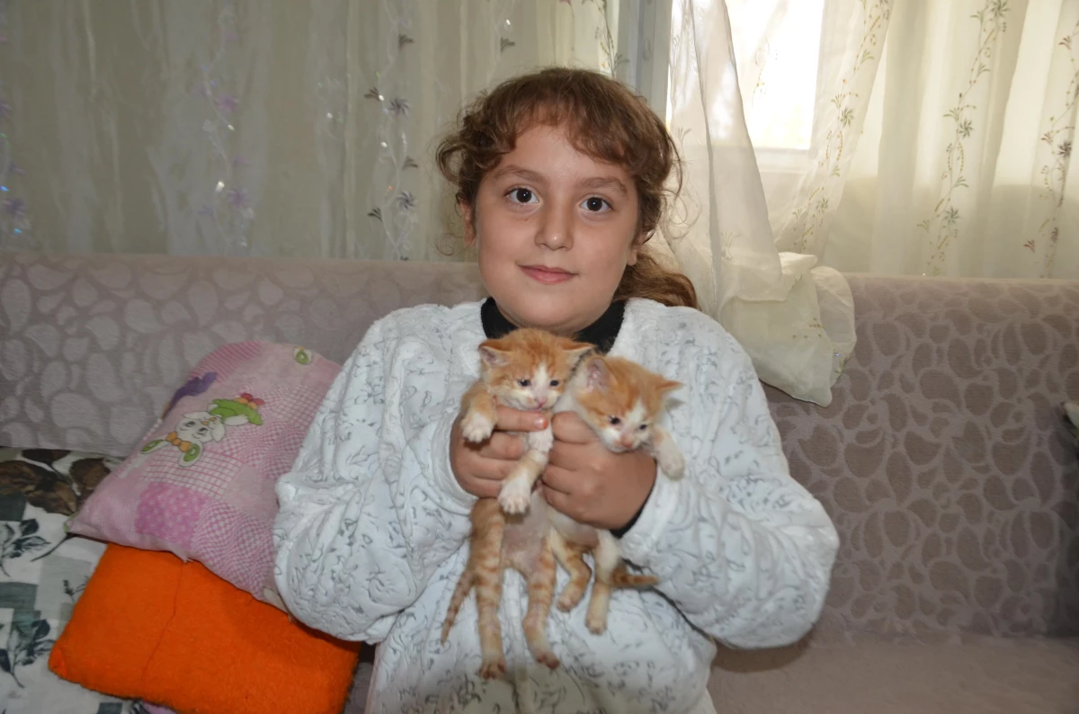 Minik Umrenur, annelerini kaybeden kedi yavrularına sahip çıktı