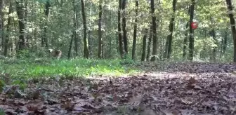 Ormanya sonbahar manzaralarıyla ziyaretçi akınına uğruyor